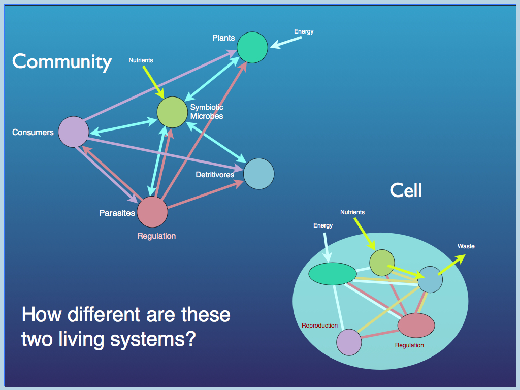 network equivalents