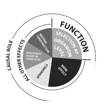 Doolittle-et-al-function