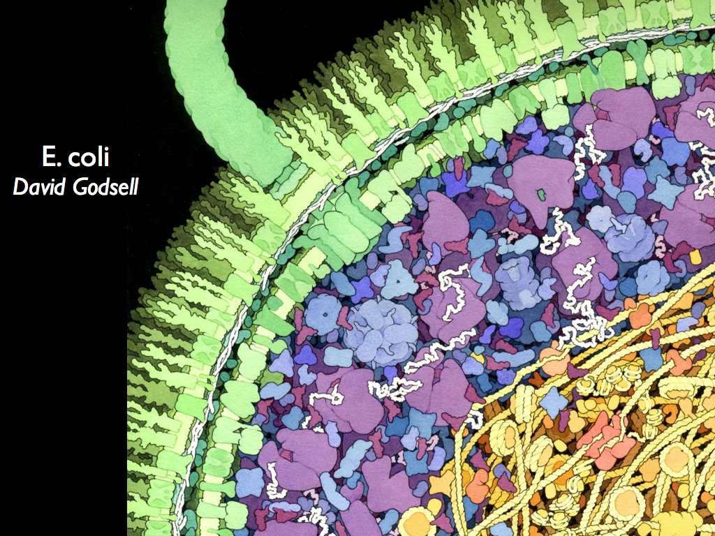 e-coli by David Godsell
