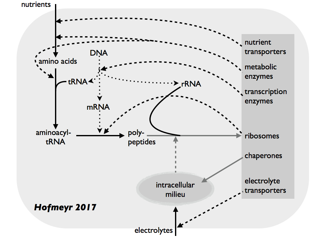Hofmeyr's biochemical (M,R)-System