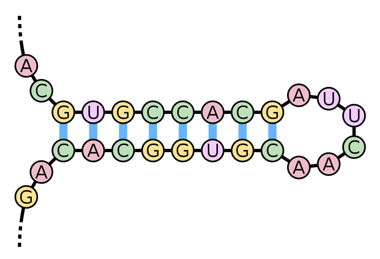 hairpin (from Wikipedia)